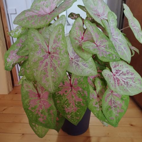 Gigantisk Caladium plante 🪴