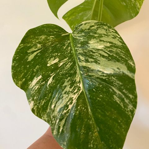 Monstera variegata toppstikling ( mye mint variegering)