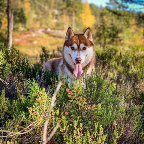 NKK registrert Siberian husky