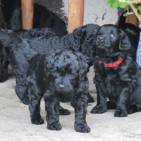 Golden labradoodle valper - GODE REFERANSER