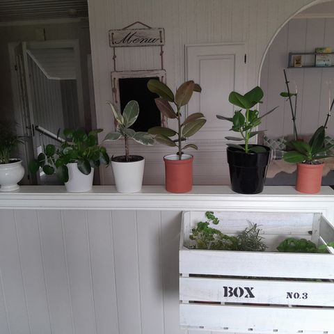 Diverse potteplanter selges billig!