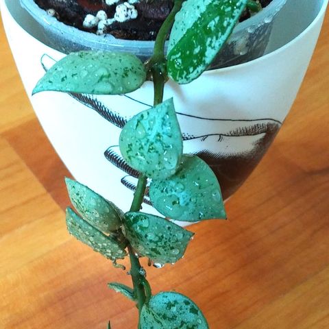 Hoya lacunosa silver - etablert plante m. 12 noder og masse blader