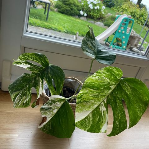 Monstera variegata