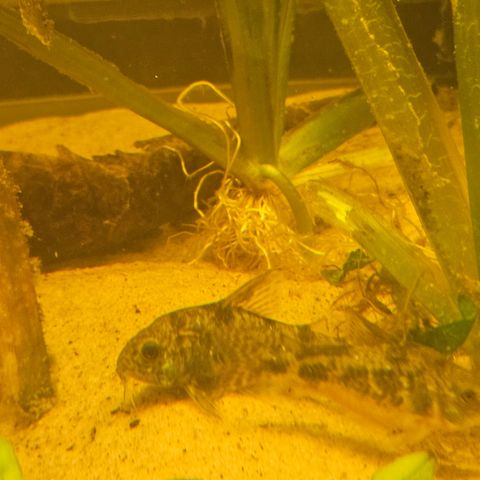 Corydoras flekkete