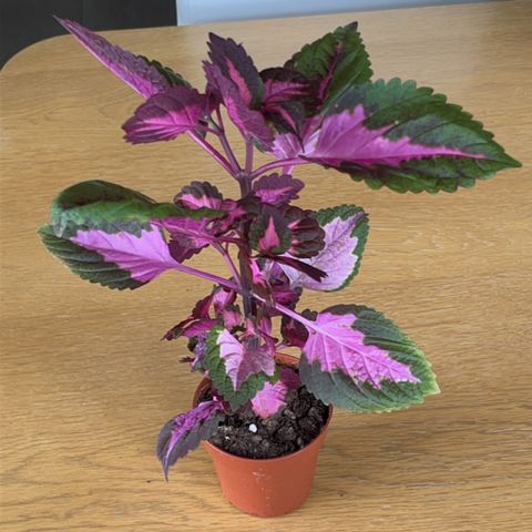 China rose coleus