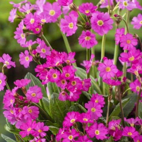 Staude Roseprimula