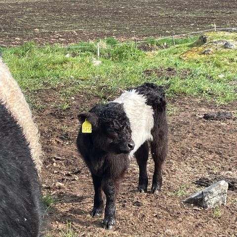 Belted Galloway okse kalv til salgs