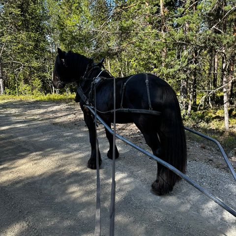 Tärnsjø arbeidssele