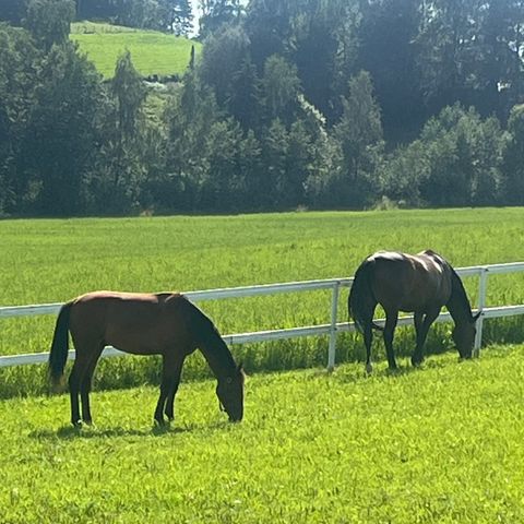 Stallplass på stall Øderaa