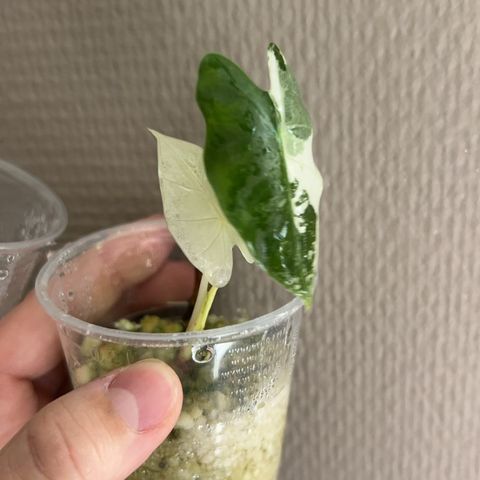 Alocasia frydek variegata