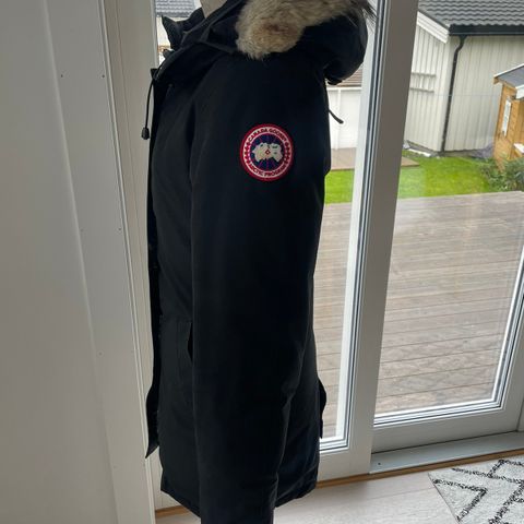 Canada goose Victoria