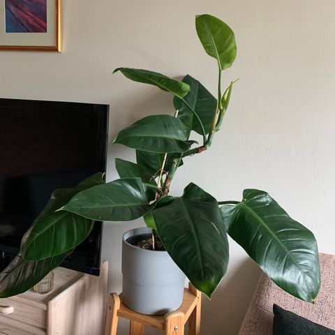 Philodendron plante