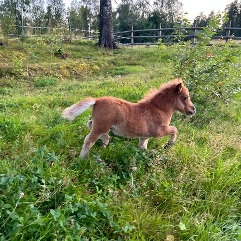 Nydelig liten minishettis