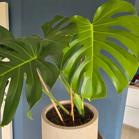 Monstera deliciosa