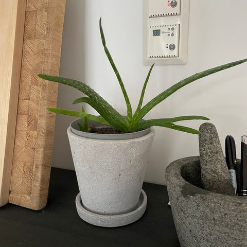 Aloe vera