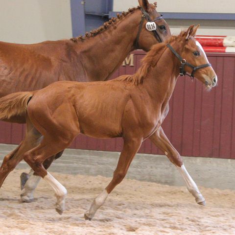 Norsk varmblods ridehest føll - hingst