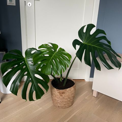 Pen stor Monstera med fenestreringer