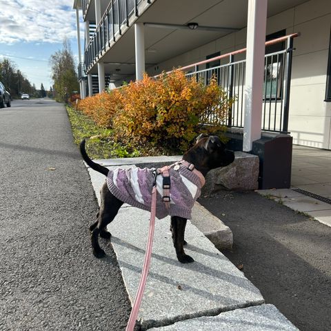 (Hunden er ikke til salgs) Hundeklær selges til valp/liten hund