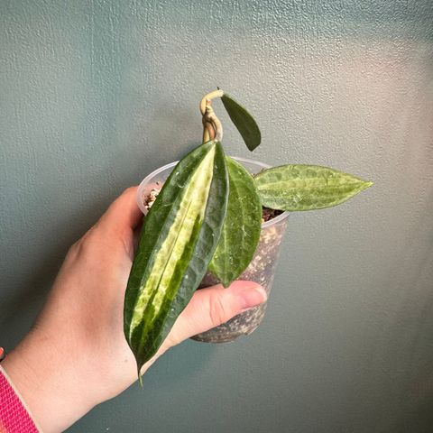 Hoya latifolia ‘Pot of gold’