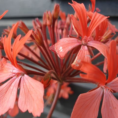 Sjelden flerårig Laksrød/orange pelargonium.