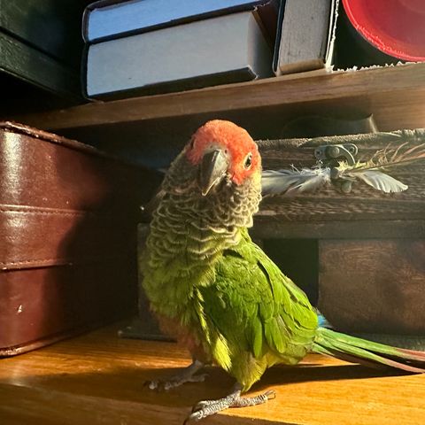 Rose-fronted parakitt hann ønskes kjøpt