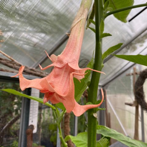 Engletrompet Brugmansia ‘Salmon Perfection’