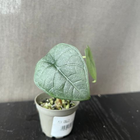 Alocasia Melo