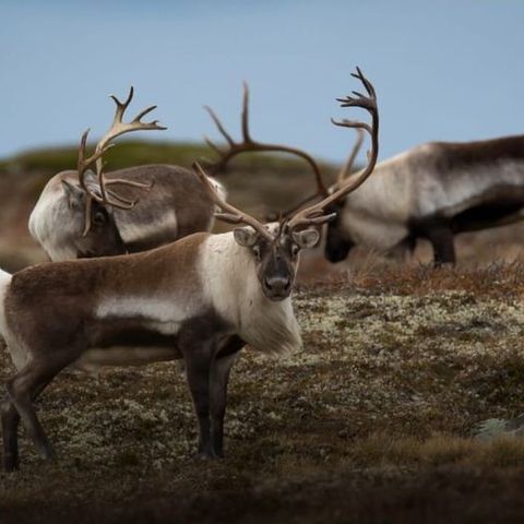 Reinsdyr Bukkekort 2,5 eller eldre på HA 281