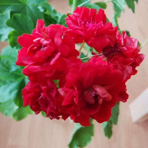 Pelargonium Rød Rosenknopp, Red Rosebud