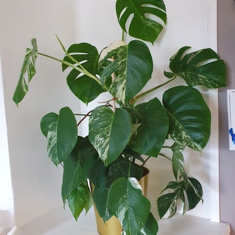 Monstera varigegata