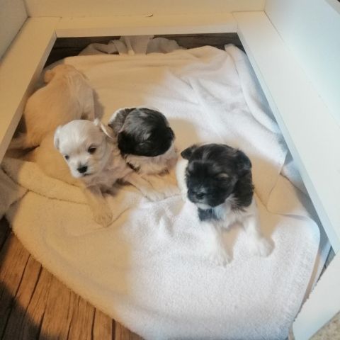 Kun 2 igjen. Allergivennlige blandingsvalper  shih-tzu /malteser