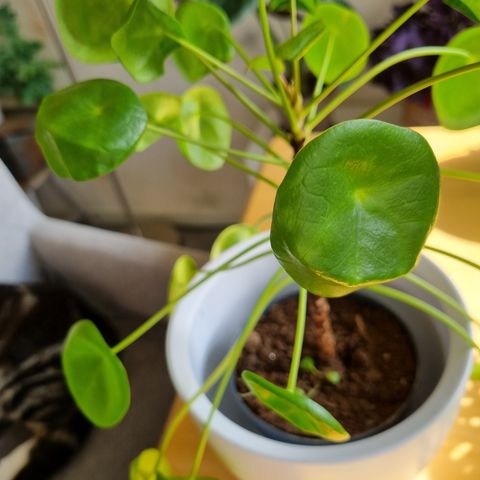 Pilea/kinesisk pengeplante 🌿