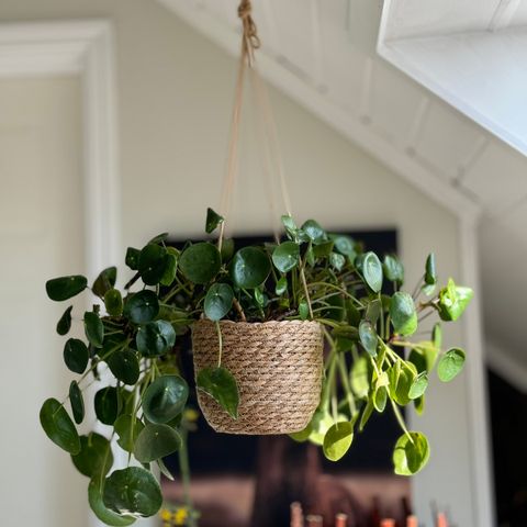 Stor pilea, elefantøre / peperomioides/kinesisk pengeplante