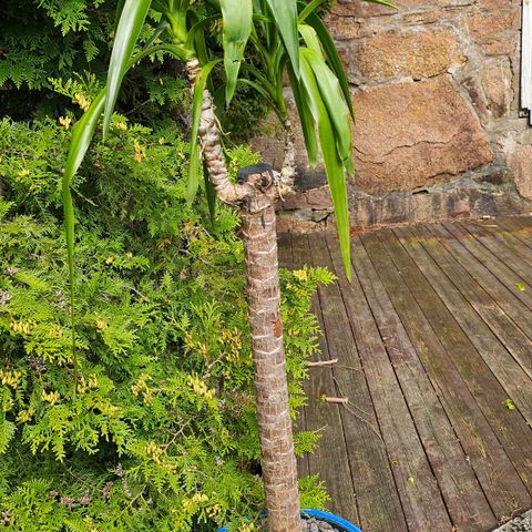 Yucca palme 170cm