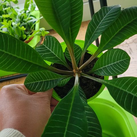 Madagascar jewel. Euphorbia leuconeura