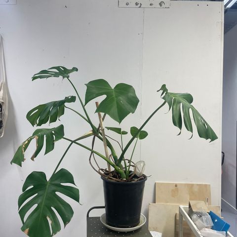 Stor monstera