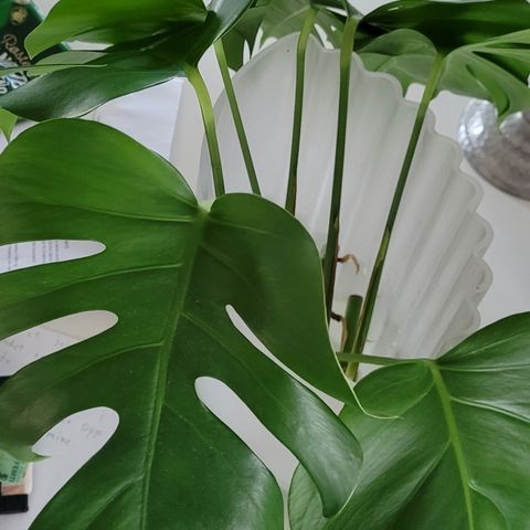 Reverte monstera variegata stiklinger. 3 for 100kr