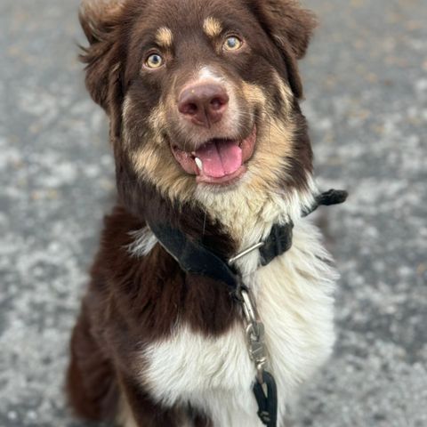 Miniature american shepherd hannhund 11mnd