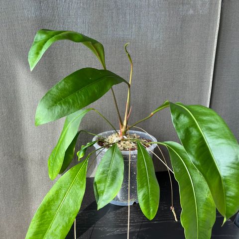 Anthurium Gracile