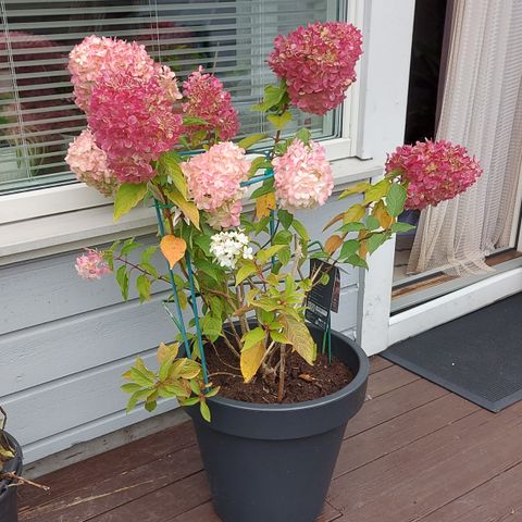 Syrinhortensia LIVING PINK & ROSE