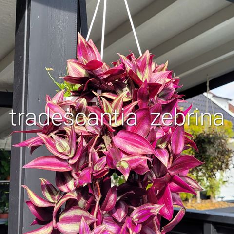 Robust tradescantia planter