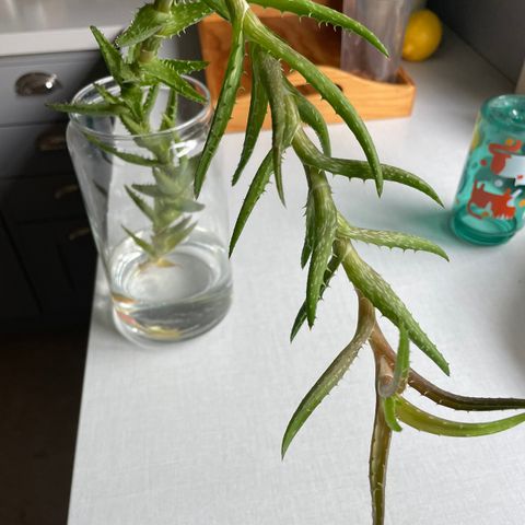 Aloe stikling