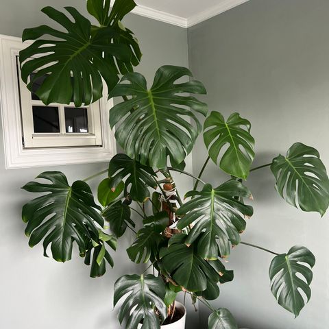 Monstera