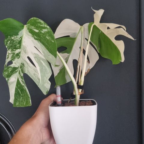 Monstera Albo White Tiger