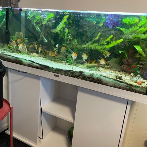 Akvarium pluss fisk og utstyr