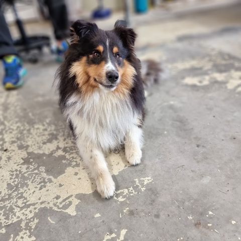 Shetland Sheepdog