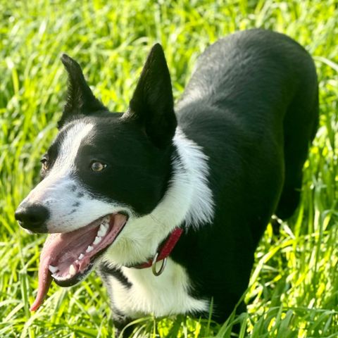 Ung Border Collie, gjeter og brukshund godt sosialisert