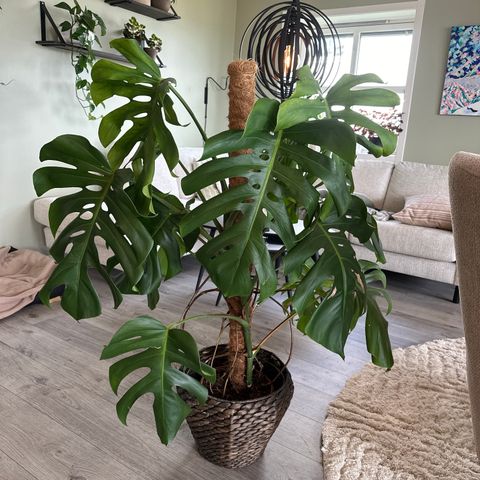 Monstera / grønn plante