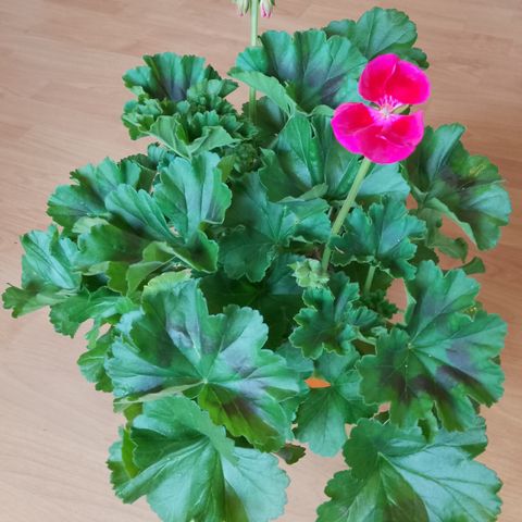 Pelargonia.mia purple eye stikling.