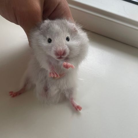 Hamsteriet hamsteroppdrett har en ledig syrisk hamster gutt